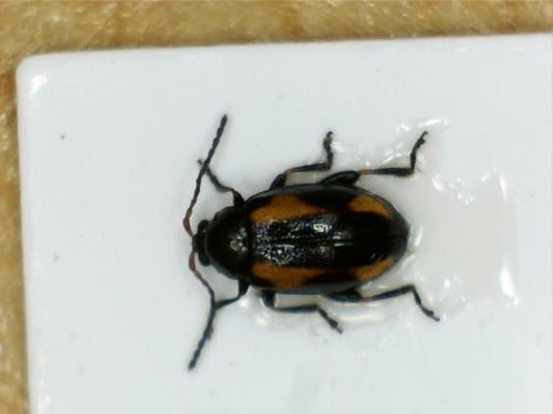 Réf. 201 302 : Phyllotreta sp.